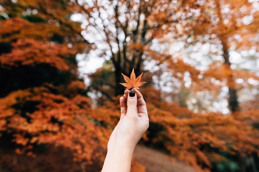 25 free stock photos with autumn mood